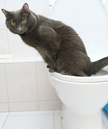 Citikitty - rendszer hozzászoktatni a macskák, hogy a WC