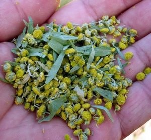 Wormseed (50 fotó) Artemisia magvak, leírás, videó