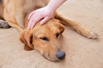 Görcsös a kutya okok és a kezelés, mi a teendő, ha a kutya lihegve és reszketés