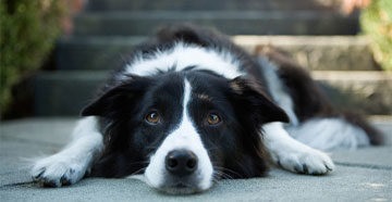 Görcsös a kutya okok és a kezelés, mi a teendő, ha a kutya lihegve és reszketés