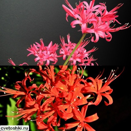 Amaryllis virágok az otthoni gondozás és leszállás, miért nem a virágok (fotókkal)