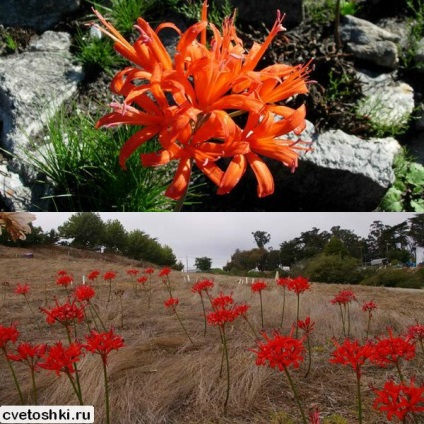 Amaryllis virágok az otthoni gondozás és leszállás, miért nem a virágok (fotókkal)