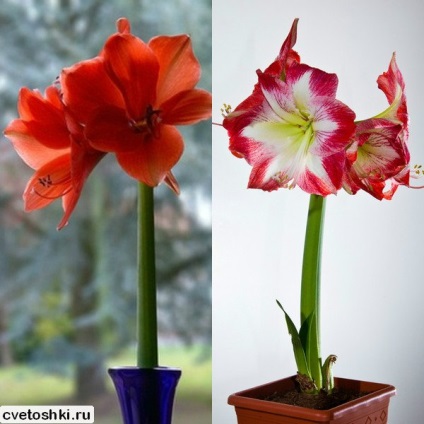 Amaryllis virágok az otthoni gondozás és leszállás, miért nem a virágok (fotókkal)