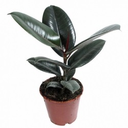 Virágok a Feng Shui otthonában (feng shui) Virágok a Feng Shui otthonában