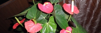 Virág Anthurium gondoskodás a növekedés és fejlődés a növények videó