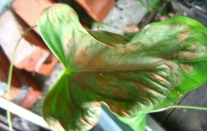Virág Anthurium gondoskodás a növekedés és fejlődés a növények videó