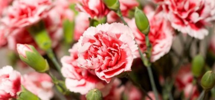 Virág Carnation leírás, termesztés, fajták (egyes fajok) Virág Carnation leírás, termesztés, fajták