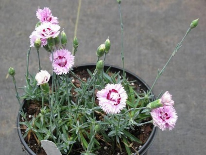 Virág Carnation leírás, termesztés, fajták (növekvő) Virág Carnation leírás, termesztés, fajták