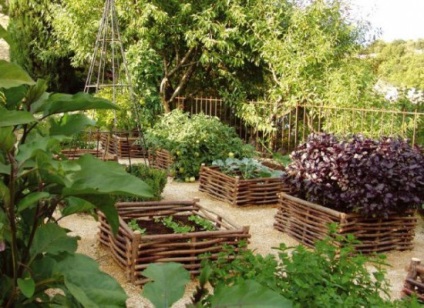 Dekoratív kerti -, hogyan lehet a növényi ágyak a kertben