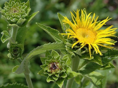 Inula (Inula) leírása virág fotó tulajdonságai, alkalmazási és típusai - magas örménygyökeret,