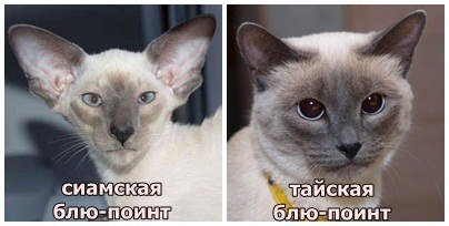 Sziámi gonosz és alattomos (cat) Sziámi gonosz és alattomos