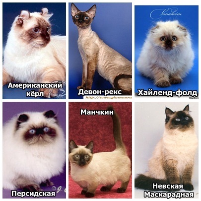 Sziámi gonosz és alattomos (cat) Sziámi gonosz és alattomos
