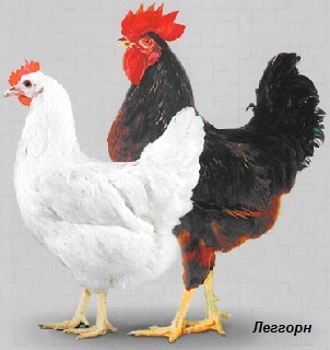 Csirkék és hozzátartozóik az ókortól napjainkig