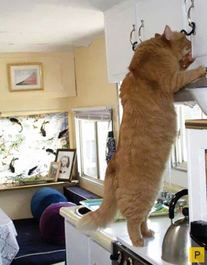 Háziállatok - nagymacskák (17 fotó) (Cats) Háziállatok - nagymacskák (17 fotó)