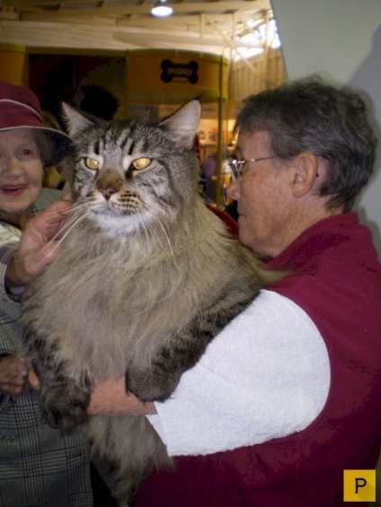 Háziállatok - nagymacskák (17 fotó) (Cats) Háziállatok - nagymacskák (17 fotó)