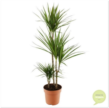 Dracaena otthoni ápolás, reprodukció, fotó és videó