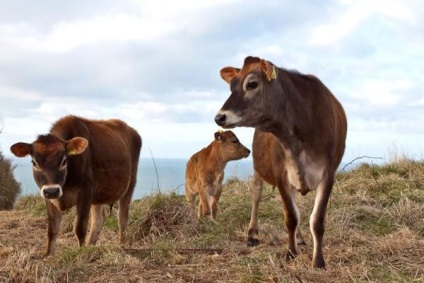 Jersey Szarvasmarha tehén fotó