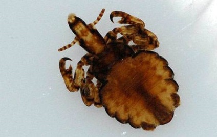 Enthomosis, enthomosis insektozy - kórokozó érzékenységi megoszlása az inkubációs rejtett (enthomosis) Enthomosis, enthomosis insektozy - kórokozó érzékenységi megoszlása az inkubációs rejtett
