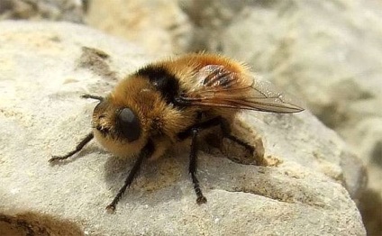 Enthomosis, enthomosis insektozy - kórokozó érzékenységi eloszlása az inkubációs rejtett (vadon élő hasított körmű állatok) Enthomosis, enthomosis insektozy - kórokozó érzékenységi megoszlása az inkubációs rejtett
