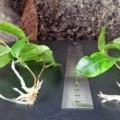 Ficus gumi tenyésztés az otthoni (ficus) Ficus gumi tenyésztés az otthoni