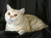 Megalakult a színek fahéj és őz a példa a brit macska fajta brit macska fotó