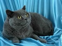 Megalakult a színek fahéj és őz a példa a brit macska fajta brit macska fotó