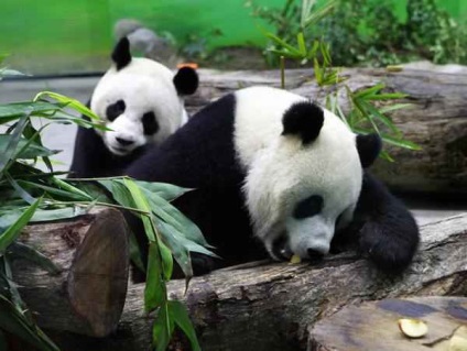 Photofact mint panda növekszik, ez érdekes, mywebs - hírek, események, történelem