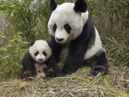 Photofact mint panda növekszik, ez érdekes, mywebs - hírek, események, történelem