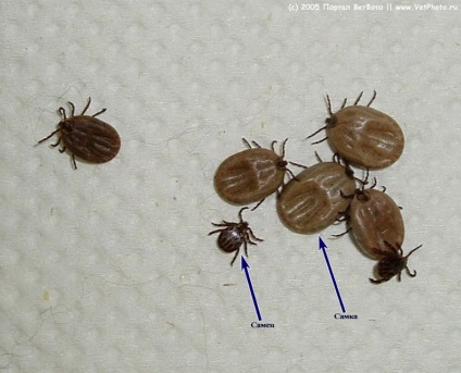 Fényképek atkák (Ixodidae) kullancs fotók