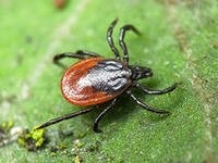 Fényképek opisnaie atkák és azok fajok raznnobraziya teritorrii Magyarország (tick) Fényképek opisnaie atkák és azok fajok raznnobraziya teritorrii Magyarország