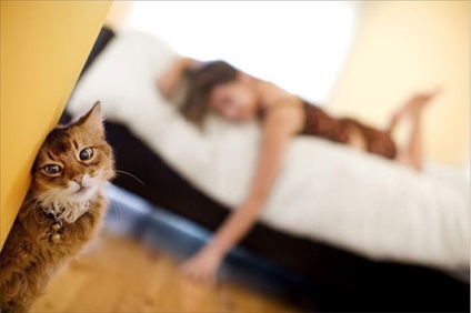 Vegye képek a macskák 25 elképesztő fotók - shebta másik (cat) Vegye képek a macskák 25 elképesztő fotók - shebta másik
