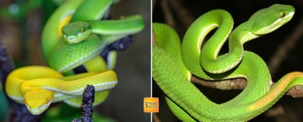 Viper és kufii, nem turisztikai élet Thaiföld (Thailand) Viper és kufii, nem turisztikai élet Thaiföldön
