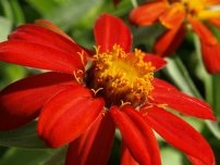 Gyönyörű Gaillardia magról, kerti virágok (tanya)