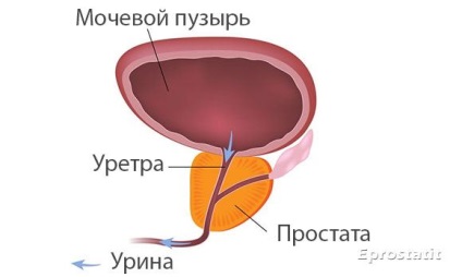 prosztata reproduktív funkció)