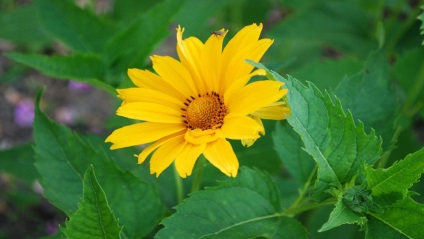 Photo Heliopsis, ültetés és gondozás (ellátás) Heliopsis fotó, ültetés és gondozás