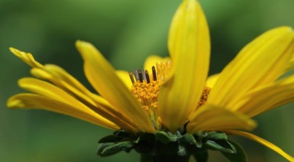 Heliopsis hosszú vagy durva termesztés, ültetés és gondozás (Heliopsis kombináció a kertben) Heliopsis hosszú vagy durva termesztés, ültetés és gondozás