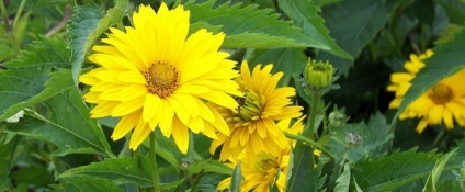 Heliopsis hosszú vagy durva termesztés, ültetés és gondozás (Heliopsis a táj) Heliopsis hosszú vagy durva termesztés, ültetés és gondozás