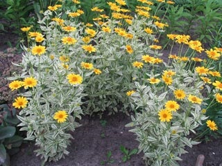 Heliopsis hosszú vagy durva termesztés, ültetés és gondozás (növekvő) Heliopsis hosszú vagy durva termesztés, ültetés és gondozás