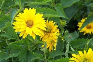 Heliopsis ültetés, gondozás, tenyésztés