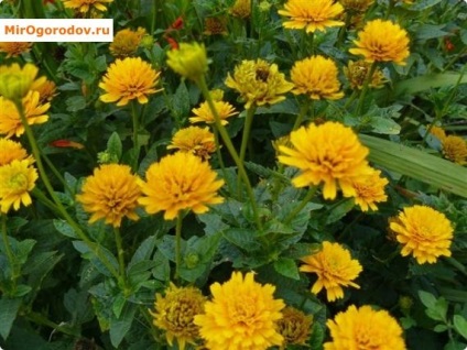 Heliopsis titkait gondozó évelők (titkok) Heliopsis titkait gondozásában évelők