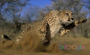 Cheetah sebesség és vadászat