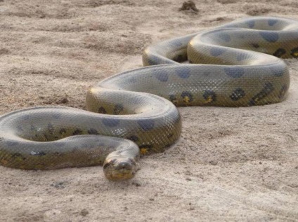 Óriás Anaconda - ragadozó vadon (egy óriás anakonda óriás anakonda fényképet óriás zöld anakonda) Óriás Anaconda - ragadozó vad