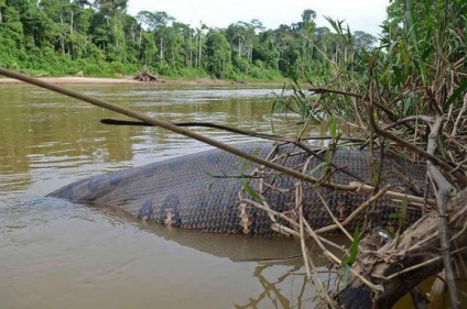 Óriás Anaconda - ragadozó vadon (egy óriás anakonda óriás anakonda fényképet óriás zöld anakonda) Óriás Anaconda - ragadozó vad