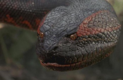 Óriás Anaconda - ragadozó vad (méter körülbelül kétszáz) Óriás Anaconda - ragadozó vad