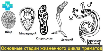 Worms az emberi szervezetben (mielőtt a kezelés kezdetén) Worms az emberi szervezetben