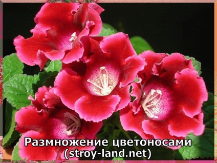 Gloxinia - ellátás az otthoni (feltételek) Gloxinia - otthoni gondozást