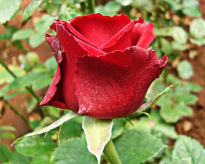 Holland Rose - egy virág minden