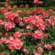 Holland rózsák titkai növekvő legjobb fajta