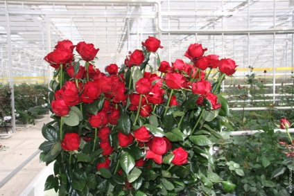 Holland rózsák titkai növekvő legjobb fajta