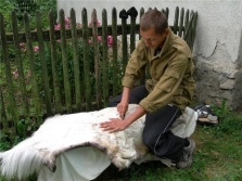 Highlander kígyó (szerpentin nagy) haszon és kár, használata, leírása (a kígyó) Highlander kígyó (szerpentin nagy) haszon és kár, használata, leírása